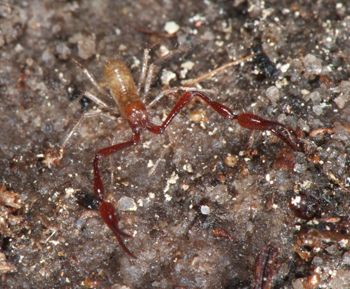 Media type: image;   Invertebrate Zoology 21577